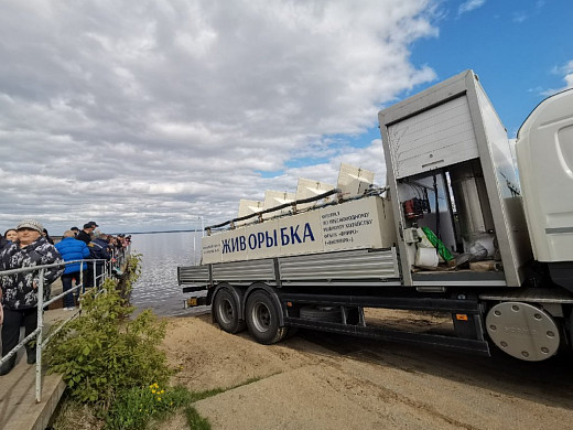Из Волги достали более 70 незаконных снастей и запустили 145 тысяч мальков стерляди