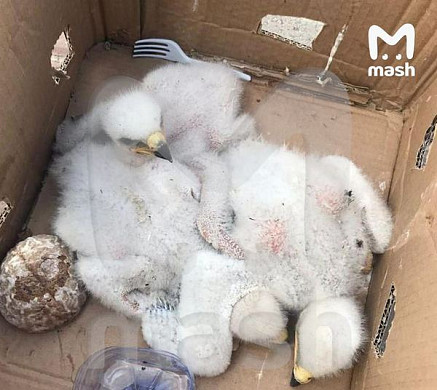  В Ивановскую область пытались завезти трех птенцов краснокнижного орла 