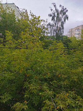 Из-за высоких деревьев на ул. 2-я Ефимовская в квартирах темно