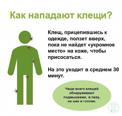  В Ивановской области от укусов клещей пострадали 1300 человек 