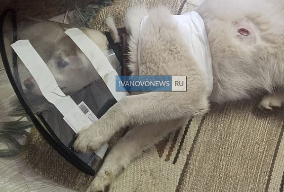 «Когда собака побежала на них, отец семейства решил обороняться, достал… пистолет…»