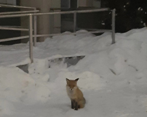 В новогоднюю ночь в Иваново пришла лиса