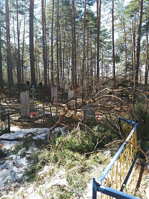 В Холуе ураган завалил кладбище снесенными деревьями