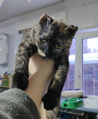 К кошке, выжившей после страшного удара током, вернулось зрение
