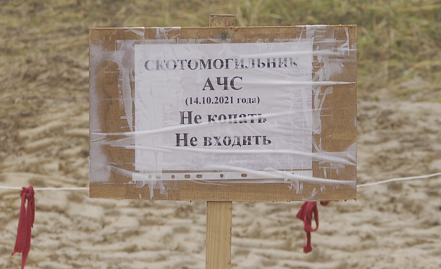 В Лебяжьем Лугу сожгли почти 100 свиней