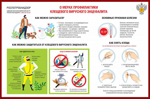 В Ивановской области 1711 человек были укушены клещами