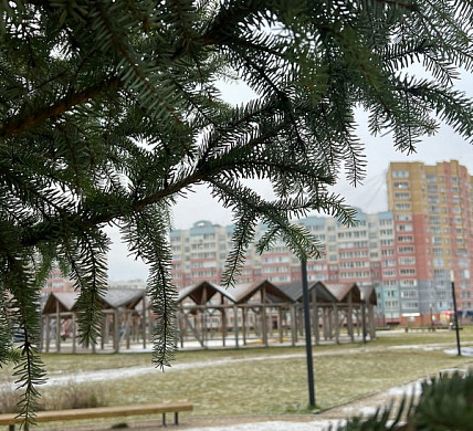  В Московском микрорайоне к Новому году посадили ель 
