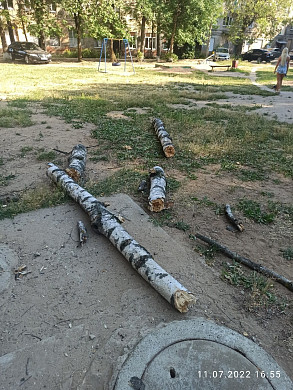 В Иванове дерево рухнуло на автомобиль