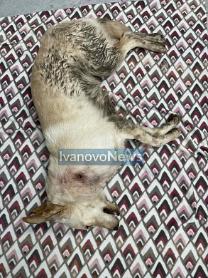 В Иванове изрезанную ножом собаку выкинули из окна девятиэтажки 