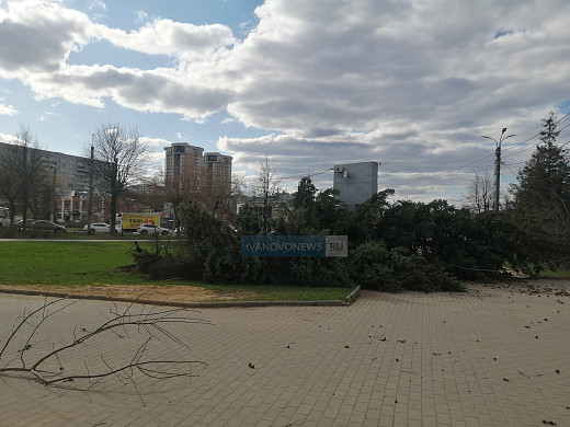 На площади Пушкина в Иванове рухнула большая ель 