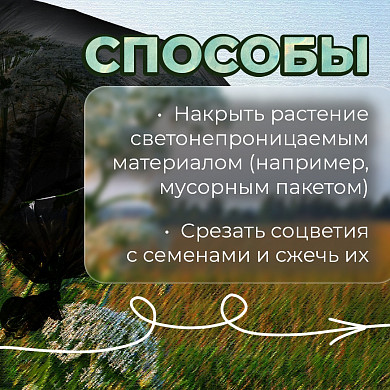 В Ивановской области продолжается борьба с борщевиком