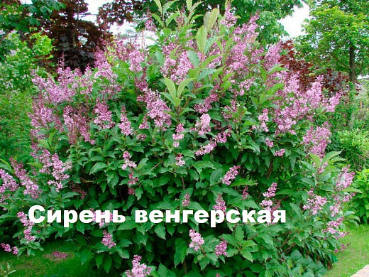 Ивановцам предлагают выбрать кустарники для озеленения города