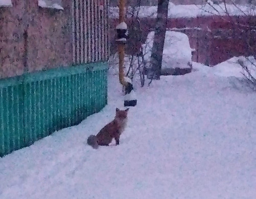 В новогоднюю ночь в Иваново пришла лиса