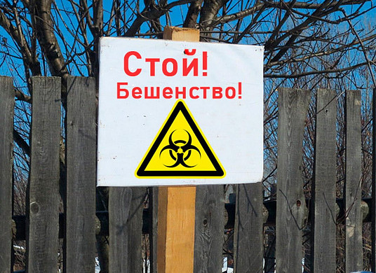 В Ивановской области введен карантин по бешенству
