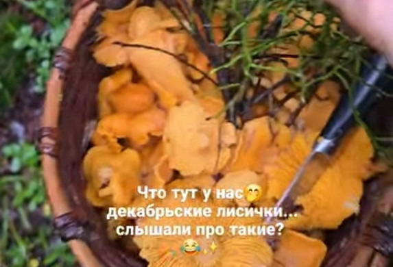  В Ивановской области корзинами собирают грибы 