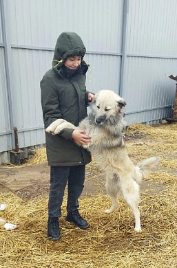 Шуйский приют «Хвостики» обживается на новом месте