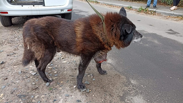  В ивановский приют из Ново-Талиц доставили собаку с огромной опухолью 