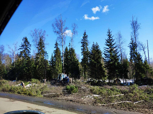 На Московской трассе массово вырубают деревья