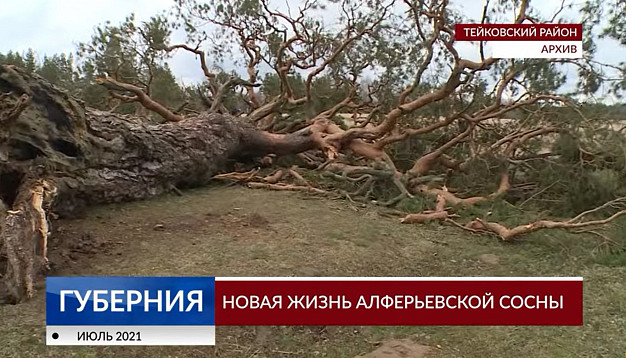  В Ивановской области освятят часовню из ствола реликтовой сосны 