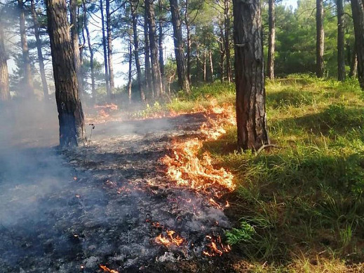 В Пучежском районе произошел лесной пожар