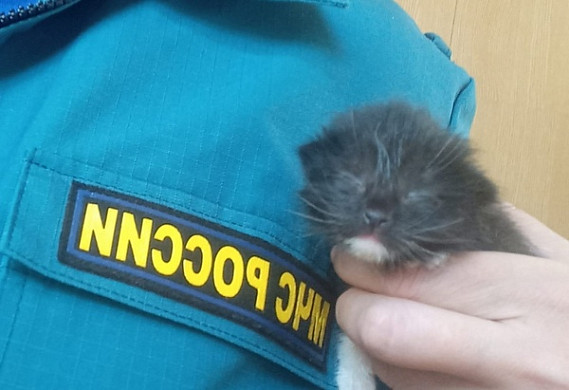  На пепелище фабрики в Каминском пожарные нашли котенка 