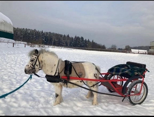 Дачница из Москвы терроризирует жителей деревни Устье