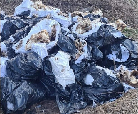 В Ивановской области обнаружили поле костей и черепов