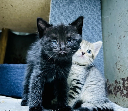 Ивановцы пошли в лес за грибами, а вернулись с котятами