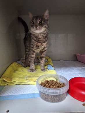 В ивановский приют попал котик, который не может есть из-за грыжи