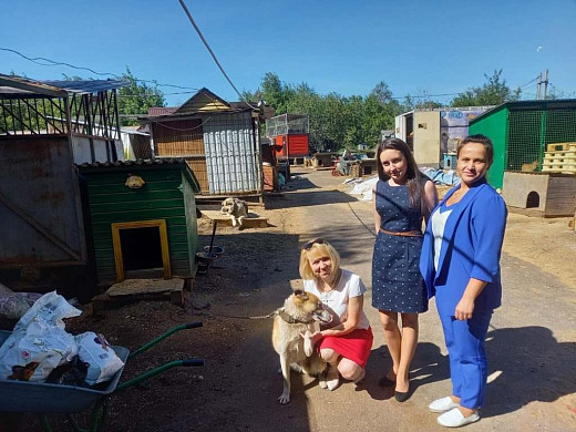 Судьи Ивановского района будут помогать животным 