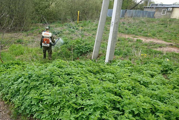 В Шуйском районе началась борьба с борщевиком Сосновского