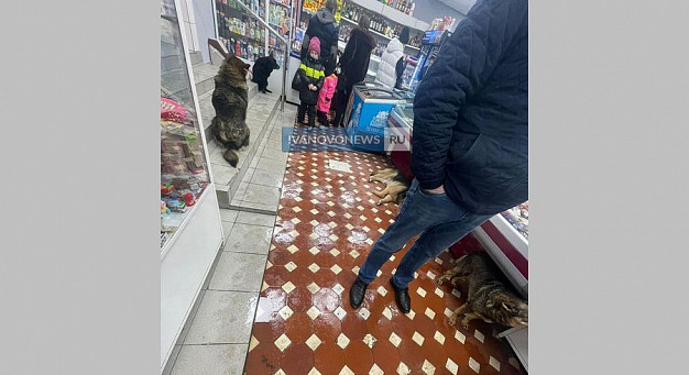 Стая собак повадилась ходить в продуктовый магазин в Иванове