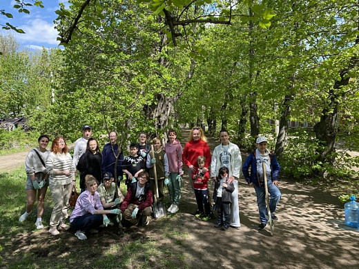 На улице Фролова в Иванове восстанавливают памятник природы - липовую аллею
