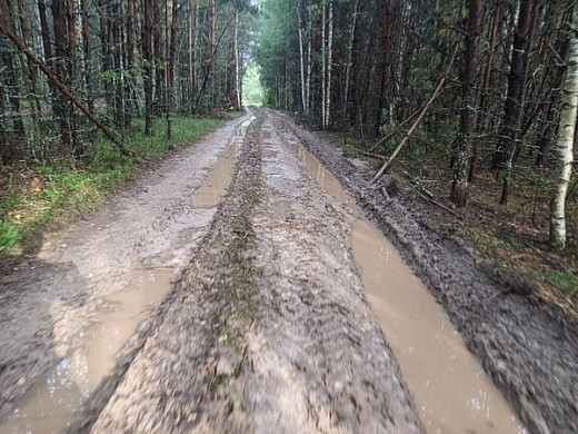  В Ивановской области в лесу нашли тело пропавшего грибника 