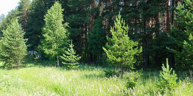 В Ивановской области перевыполнили план по компенсационному лесовосстановлению