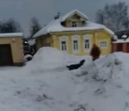 В Иванове алабай на самовыгуле терроризирует целую улицу