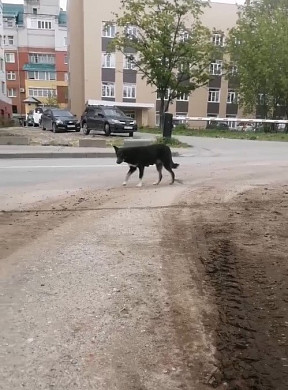 Волонтеры спасли собаку с руин бывшего вуза в Иванове