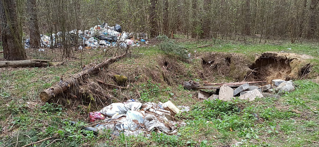 В Ивановской области в лесу обнаружили страшного зайца-гиганта