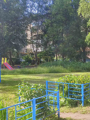 В Иванове домашняя собака укусила на улице ребенка