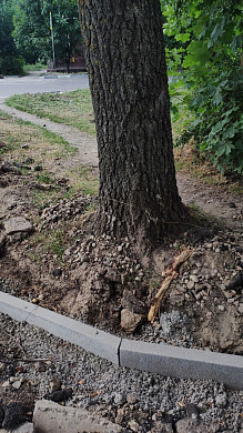 В Иванове во время работ по благоустройству, изувечили здоровые деревья и кусты