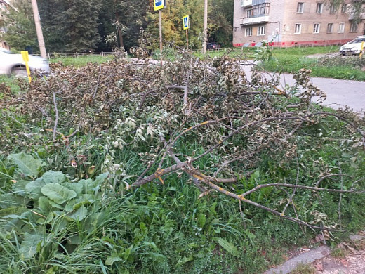 В Иванове не убирают спиленные ветки