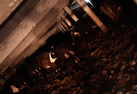 Шокирующее видео с фермы в Ивановской области, где гибнут коровы без еды и ухода