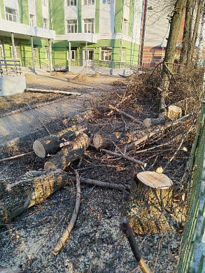 Незаконно спиленные деревья до сих пор не убрали