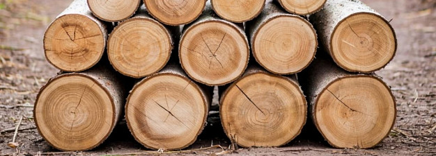 В Кинешемском районе незаконно вырубили сосен на 200 тысяч рублей