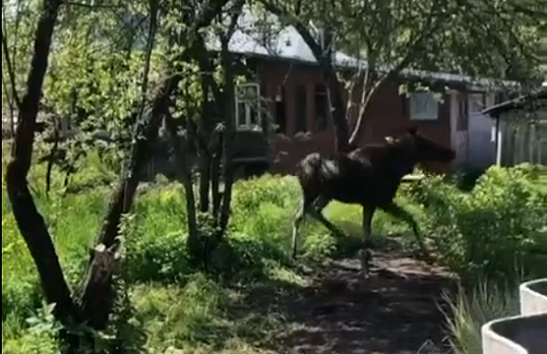Снотворное на заблудившегося в городе лосенка не подействовало