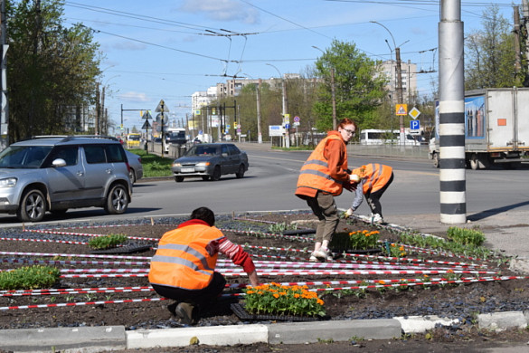 В Иванове высадят однолетники, повторяющие окраской цвета георгиевской ленточки