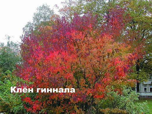 Ивановцам предлагают выбрать кустарники для озеленения города