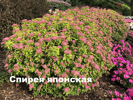 Ивановцам предлагают выбрать кустарники для озеленения города