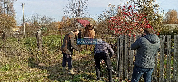 Сбежавшего с фермы верблюда поймали