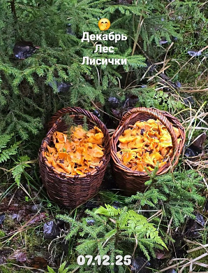  В Ивановской области корзинами собирают грибы 
